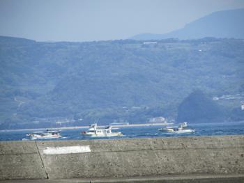 イルカウォッチング イルカウォッチング