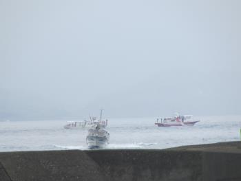 イルカウォッチング イルカウォッチング