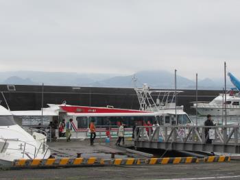 イルカウォッチング イルカウォッチング