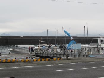 イルカウォッチング イルカウォッチング