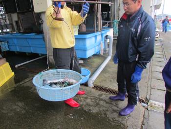 フグかけ フグかけ