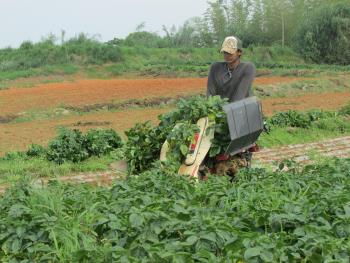 ジャガイモ堀 ジャガイモ堀