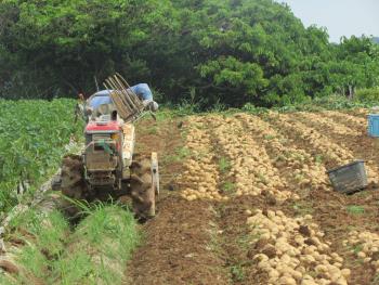 ジャガイモ堀 ジャガイモ堀