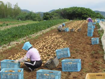 ジャガイモ堀 ジャガイモ堀