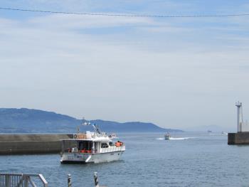 イルカウォッチング イルカウォッチング