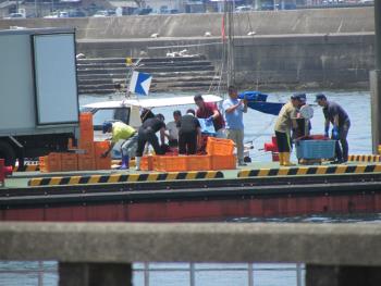 トサカかけ トサカかけ