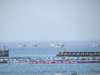 イルカウォッチング イルカウォッチング