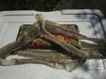 蛇の抜け殻 蛇の抜け殻