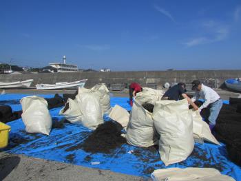 ヒジキかけ ヒジキかけ