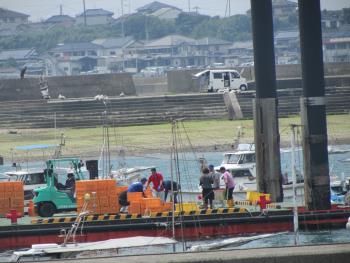 トサカとり トサカとり