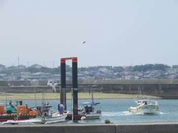 トサカとり トサカとり