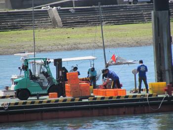 トサカ漁 トサカ漁