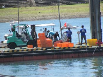 トサカ漁 トサカ漁