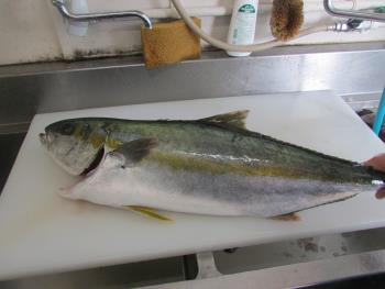 ヒラマサ ヒラマサ