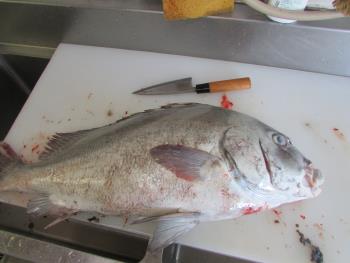 コーコ鯛 コーコ鯛