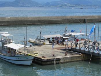 イルカウォッチング イルカウォッチング