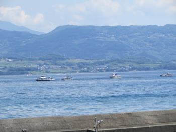 イルカウォッチング イルカウォッチング