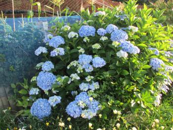 紫陽花 紫陽花
