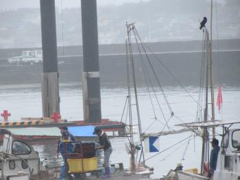 トサカ漁 トサカ漁