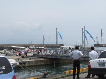 イルカウォッチング イルカウォッチング