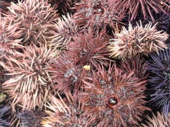 宝多ウニ 宝多ウニ