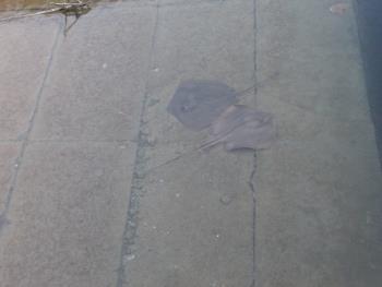 エイガッチョ エイガッチョ