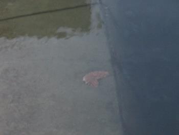 ナマコ? ナマコ?