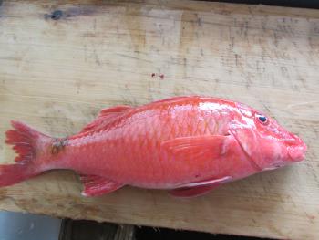 うみごい うみごい