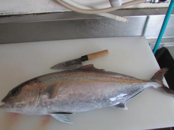 カンパチ カンパチ