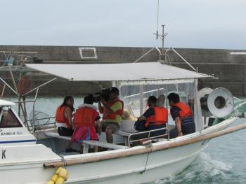 イルカウォッチング イルカウォッチング