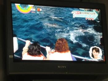 イルカウォッチング イルカウォッチング