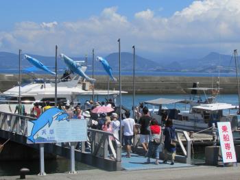 イルカウォッチング イルカウォッチング