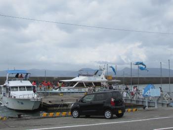 イルカウォッチング イルカウォッチング