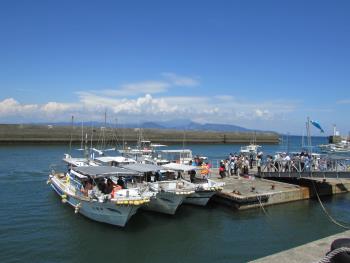 イルカウォッチング イルカウォッチング