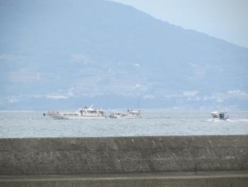 イルカウォッチング イルカウォッチング