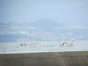 イルカウォッチング イルカウォッチング