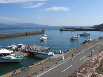 イルカウォッチング イルカウォッチング