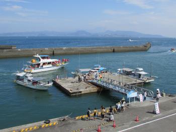 イルカウォッチング イルカウォッチング