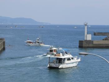 イルカウォッチング イルカウォッチング