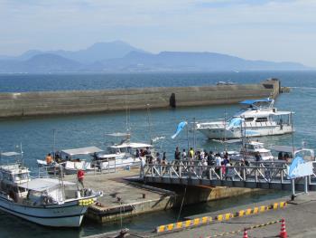 イルカウォッチング イルカウォッチング