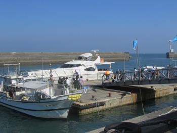 イルカウォッチング イルカウォッチング