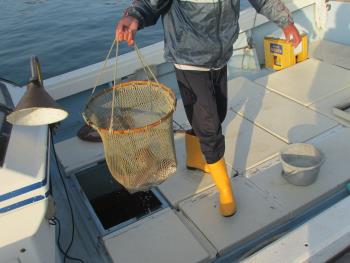 水揚げ風景 水揚げ風景