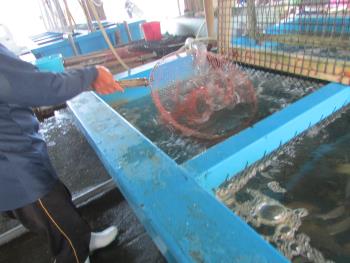 水揚げ風景 水揚げ風景