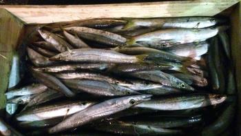 青カマス 青カマス