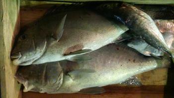 ココダイ ココダイ