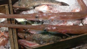 ヤガラ 小 ヤガラ 小