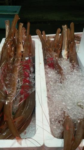 ヤガラ 大 ヤガラ 大