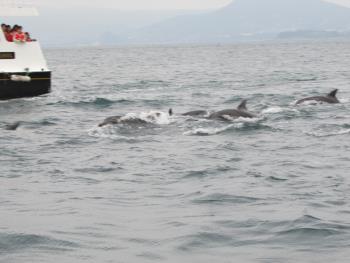 イルカウォッチング イルカウォッチング