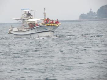 イルカウォッチング イルカウォッチング