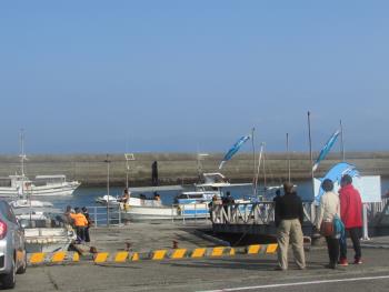 イルカウォッチング イルカウォッチング